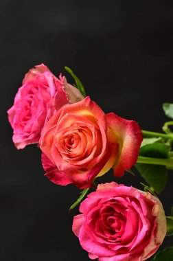  Güzel gül çiçekleri, kapatın.