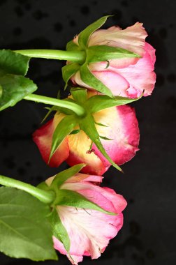  Güzel gül çiçekleri, kapatın.