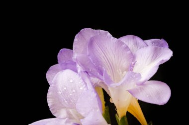 çiçek kompozisyonu frezya çiçekleri