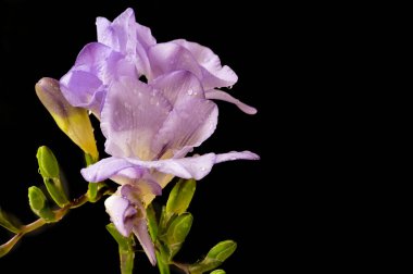 çiçek kompozisyonu frezya çiçekleri