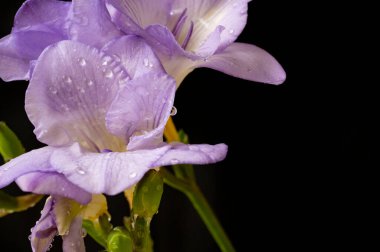 çiçek kompozisyonu frezya çiçekleri