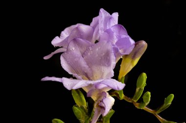 çiçek kompozisyonu frezya çiçekleri