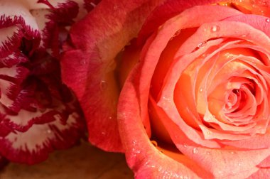 Gül ve karanfil çiçekli çiçek kompozisyonu