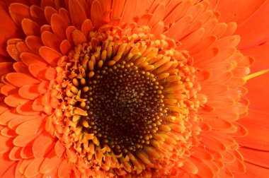  Güzel parlak Gerbera çiçeği, kapat