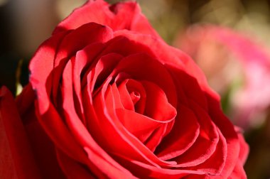  Güzel gül çiçeği, kapat