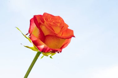  Gökyüzü arka planında güzel bir gül çiçeği