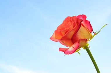  Gökyüzü arka planında güzel bir gül çiçeği
