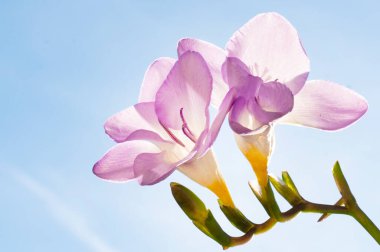  Gökyüzü arka planında frezya çiçekleri 