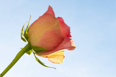  Mavi arkaplanda güzel bir gül çiçeği