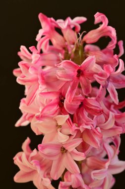 Güzel Sümbül çiçeğinin yakın çekimi