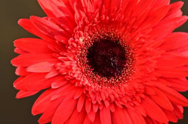 Güzel Gerbera çiçeğinin yakın çekimi