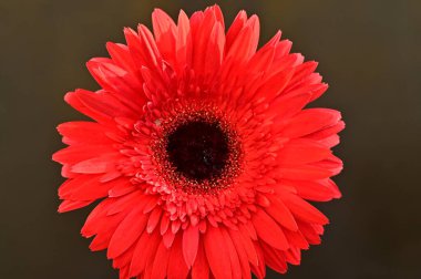 Güzel Gerbera çiçeğinin yakın çekimi