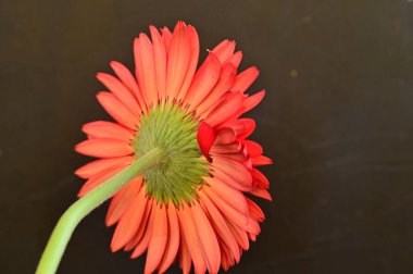 Güzel Gerbera çiçeğinin yakın çekimi