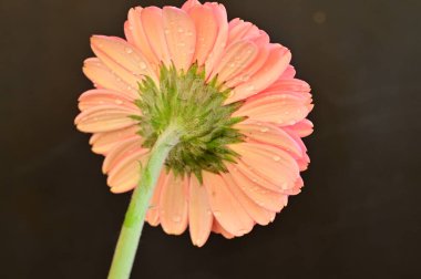 Güzel Gerbera çiçeğinin yakın çekimi