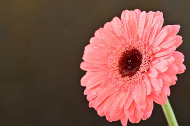 Güzel Gerbera çiçeğinin yakın çekimi