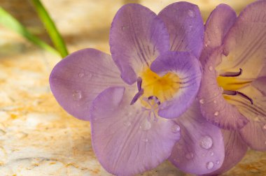 çiçek kompozisyonu frezya çiçekleri