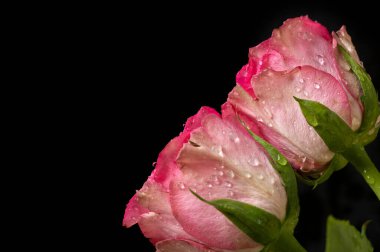  Damlalı güzel parlak güller, yaklaşın