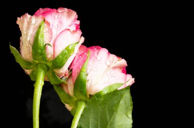  Damlalı güzel parlak güller, yaklaşın