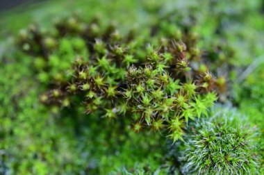 Ormanda makro yeşil yosun görüntüsü