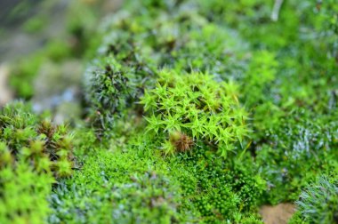 Ormanda makro yeşil yosun görüntüsü