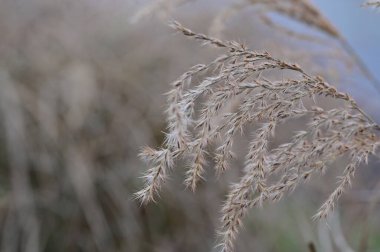 Tüy kamışı bitkisinin yakın görüntüsü