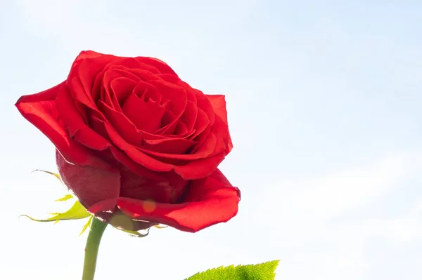 Belle Fleur Rose Sur Fond Ciel — Photo