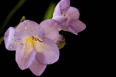 çiçek kompozisyonu frezya çiçekleri