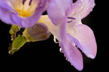 çiçek kompozisyonu frezya çiçekleri