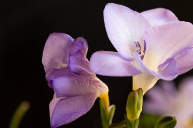 çiçek kompozisyonu frezya çiçekleri