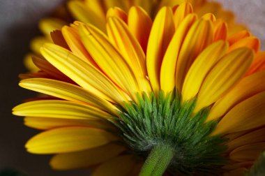 Güzel Gerbera çiçeğinin yakın çekimi