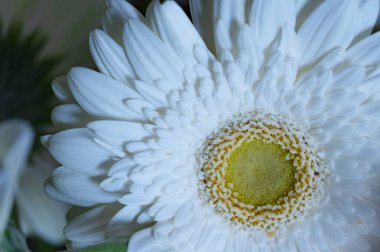 Güzel Gerbera çiçeğinin yakın çekimi