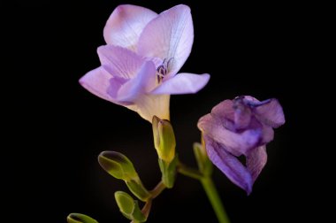 çiçek kompozisyonu frezya çiçekleri