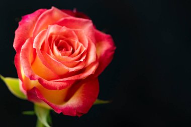  Güzel gül çiçeği, kapat