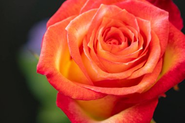  Güzel gül çiçeği, kapat