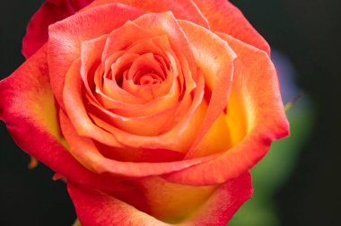  Güzel gül çiçeği, kapat