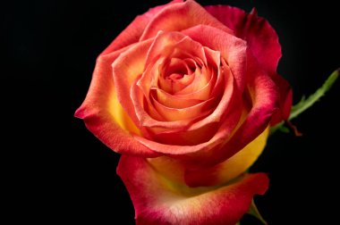  Güzel gül çiçeği, kapat