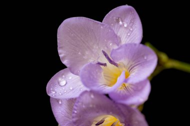 çiçek kompozisyonu frezya çiçekleri