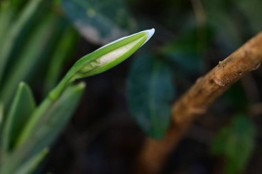 Güzel kardamlası çiçeğinin yakın çekimi