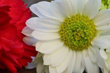  Güzel çiçekler ile kompozisyon