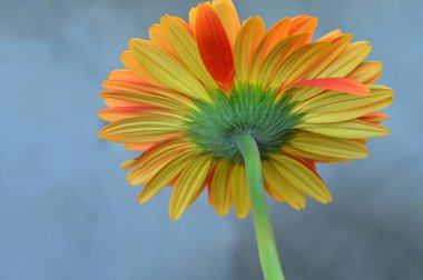 Güzel Gerbera çiçeğinin yakın çekimi