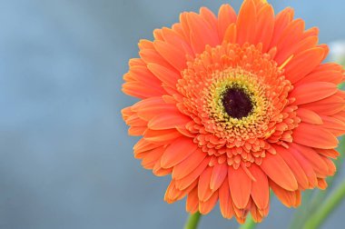 Güzel Gerbera çiçeğinin yakın çekimi