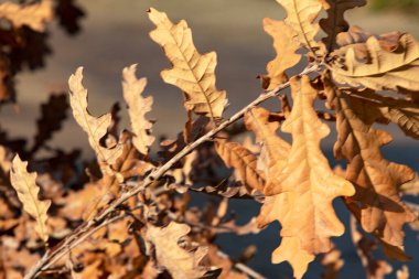 Bir dalda sonbahar meşesi yaprakları