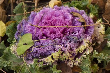 Mor ve pembe lahanaları kapatın.