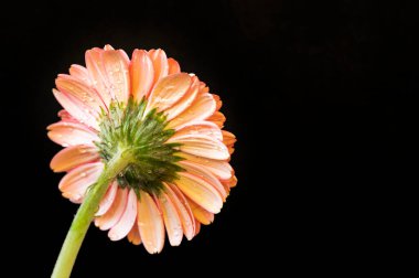 Güzel Gerbera çiçeğinin yakın çekimi