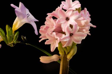  Güzel çiçekler ile kompozisyon