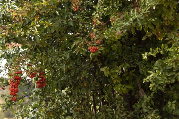 Bagas Vermelhas Uma Árvore Jardim — Fotografia de Stock