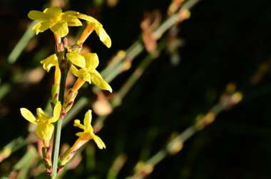  Kış yasemin çiçekleri dalda, yakın 