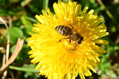 Arılı güzel karahindiba çiçeğinin yakın çekimi 
