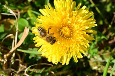 Arılı güzel karahindiba çiçeğinin yakın çekimi 