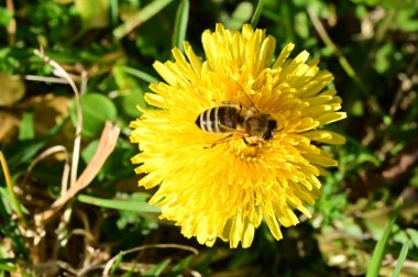 Arılı güzel karahindiba çiçeğinin yakın çekimi 